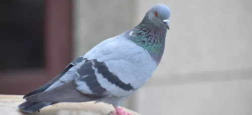 Des pigeons pour apprendre les maths, les sciences ou l'histoire ...