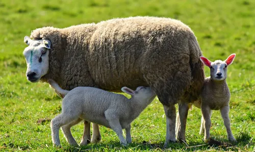 La tendance à l'éco-pâturage se développe dans l'Ouest