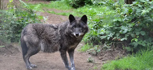 La maternité est pleine à Planète Sauvage