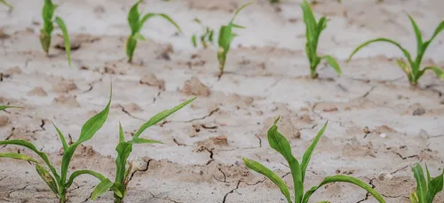 Sécheresse : Les agriculteurs implorent le ciel