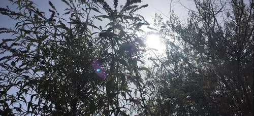 Chaleur : La végétation souffre aussi…