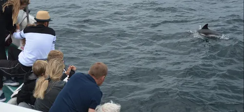 reportage : Une excursion en mer pour observer les requins et les...