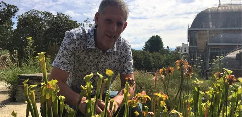 Et si vous testiez la plante anti-frelons ?