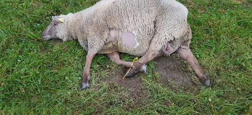 Vols de moutons : Ayez l’œil !