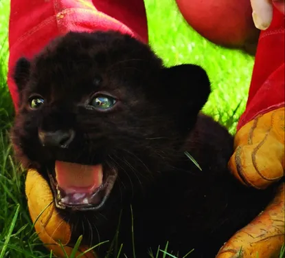 Un hippopotame et une panthère nés dans des Zoos de Loire-Atlantique