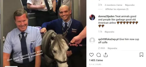 L'image de l'année : un Poney dans un avion !