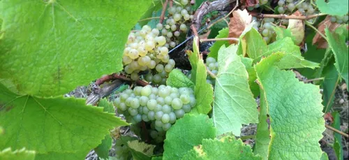 Les vendanges démarrent en Val-de-Loire