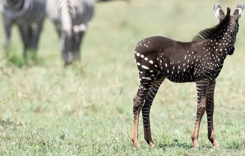 L'image du jour : un zebre à pois