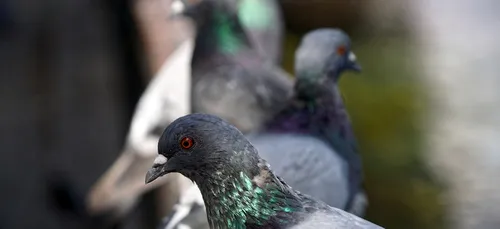 Sablé sur Sarthe : la mairie sort sa carabine pour luttre contre...