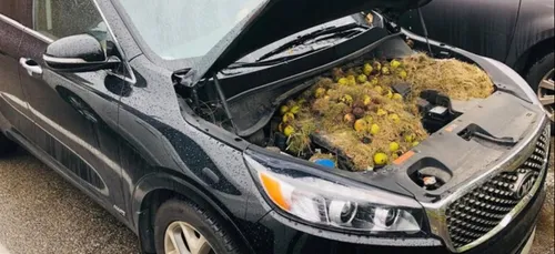 L'image du jour : la cachette de l'écureuil