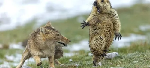 L'image du jour : Photographe nature : métier à risque !