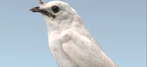 L'image du jour : l'oiseau le plus bruyant du monde