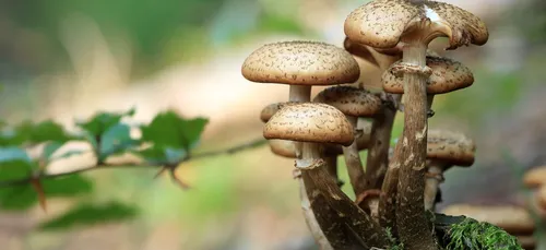 Perdus en forêt après être partis cueillir des champignons