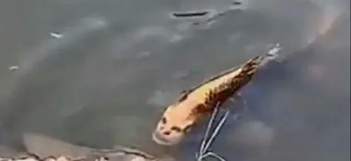 L'image du jour : Le poisson au visage !!