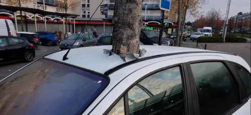 L'image du jour : un arbre dans une voiture !