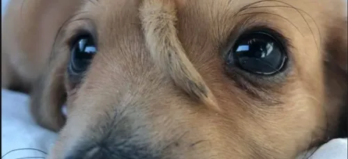 L'image du jour : le chien licorne