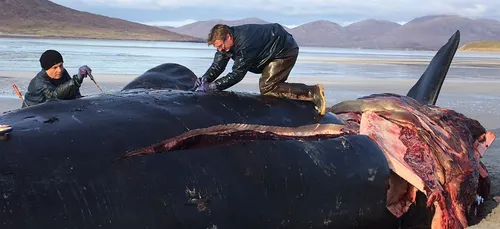 L'image du jour : Un cachalot mort rempli de déchets plastiques