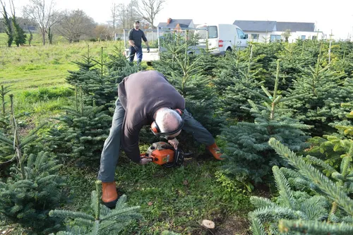 Le sapin naturel : la star incontestée des Fêtes