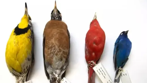 L'image du jour : pourquoi les oiseaux rétrécissent !