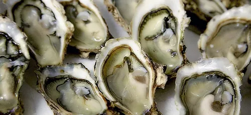 L'huître de Cancale sur vos tables