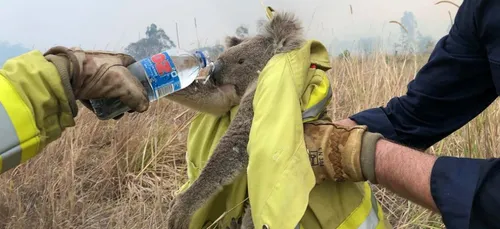 L'image du jour : les incendies en Australie