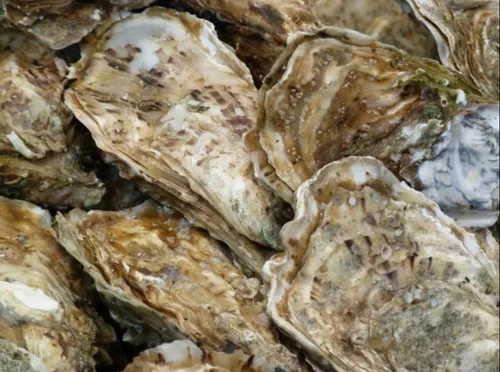 Gastro dans les huîtres : la colère des ostréiculteurs