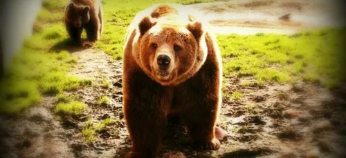 Carte Postale : Le refuge de l'Arche !