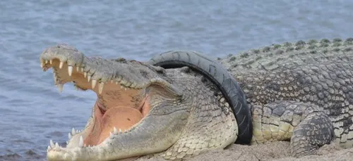 L'image du jour : en Indonésie, une récompense offerte pour sauver...