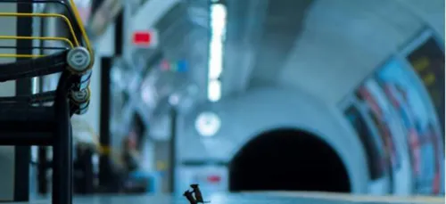 L'image du jour : une bagarre de souris