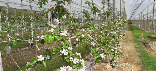 Grande douceur et humidité dans l'Ouest