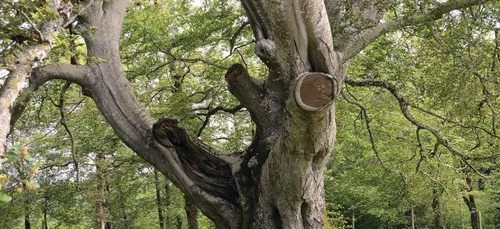 Le plus bel arbre de France, sera-t-il aussi élu plus bel arbre...