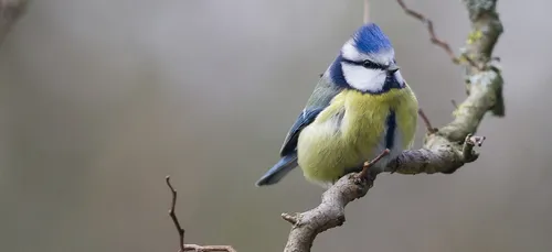L'image du jour : un documentaire animalier tourné dans son jardin