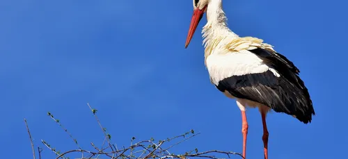 Les cigognes ne migrent plus jusqu’en Afrique