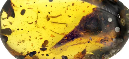 On a retrouvé un bébé dinosaure !