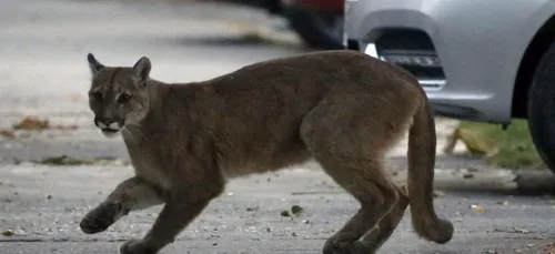 La nature reprend ses droits
