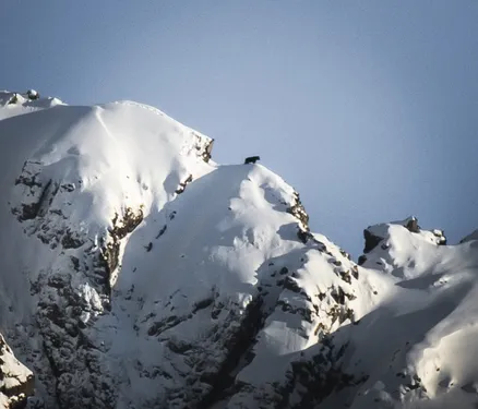 Un photographe immortalise un ours sur une crête enneigée