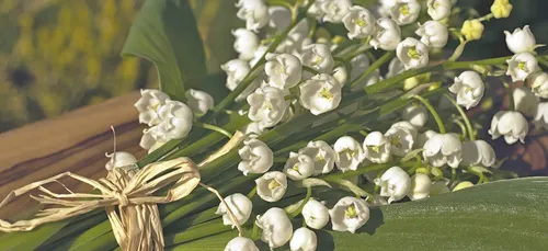 Le muguet récolté sera-t-il vendu le 1er mai ?