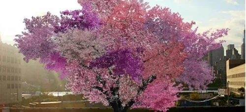 L’info garantie sans coronavirus : L'arbre de Frankenstein