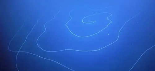 L’info garantie sans coronavirus : on a découvert un nouvel animal !