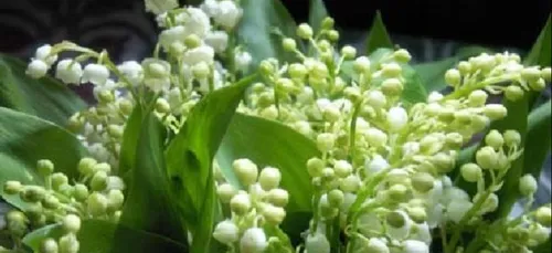 Un beau muguet, mais une vente difficile