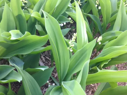 1er mai : la vente du muguet autorisée pour les fleuristes!