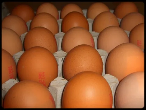 Des oeufs rappelés pour salmonelles !