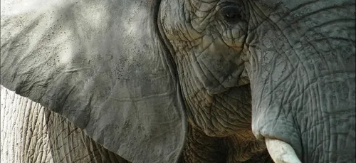 L’info garantie sans coronavirus : Une éléphante parcourt 2000 kms...