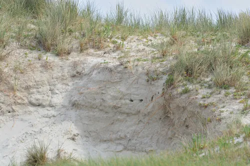 Réouverture des plages : attention à la nature !