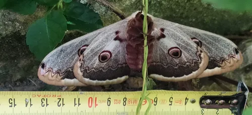 Le plus grand papillon de nuit d’Europe vit chez nous dans l’Ouest