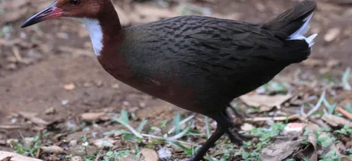 L’info garantie sans coronavirus : une espèce s'est éteinte avant...