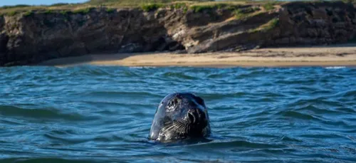 Le surfeur et le phoque