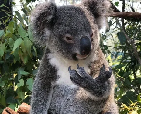 L’info garantie sans coronavirus : depuis les incendies, un koala...