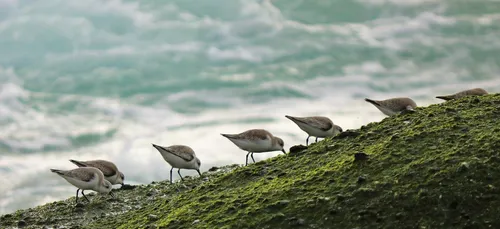 Certaines plages de Fouesnant (29) fermées tout l'été pour la faune...