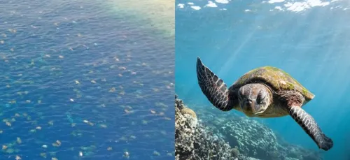 Des images rares de tortues en transhumance